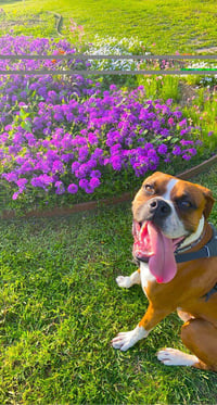 Milo V - Photo 3