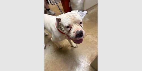 JANKEE - Boxer available for adoption
