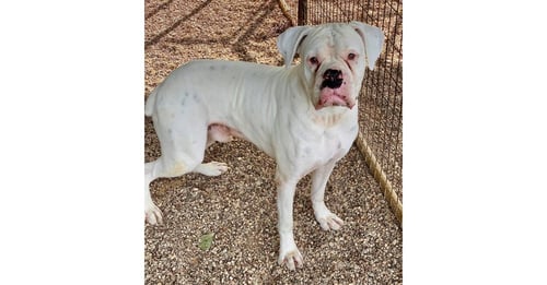 JANKEE - Boxer for adoption in Austin