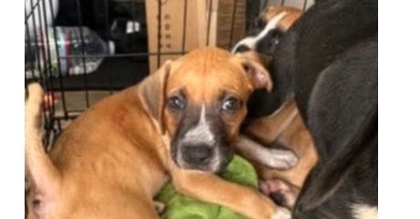 GRETCHEN - MG LITTER