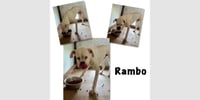 Rambo II - Photo 1