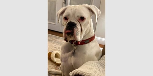 YETI - Boxer available for adoption