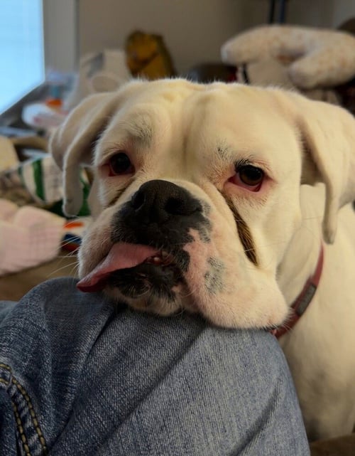 YETI - Boxer available for adoption