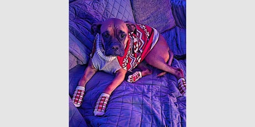 LINUS - Boxer available for adoption