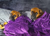 Linus - Photo 2
