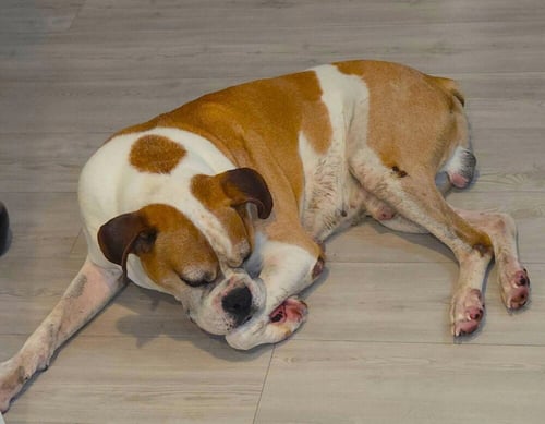 BO II - Boxer available for adoption