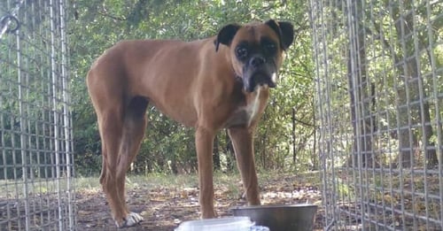 CARLI - SILVER HEART - Boxer available for adoption