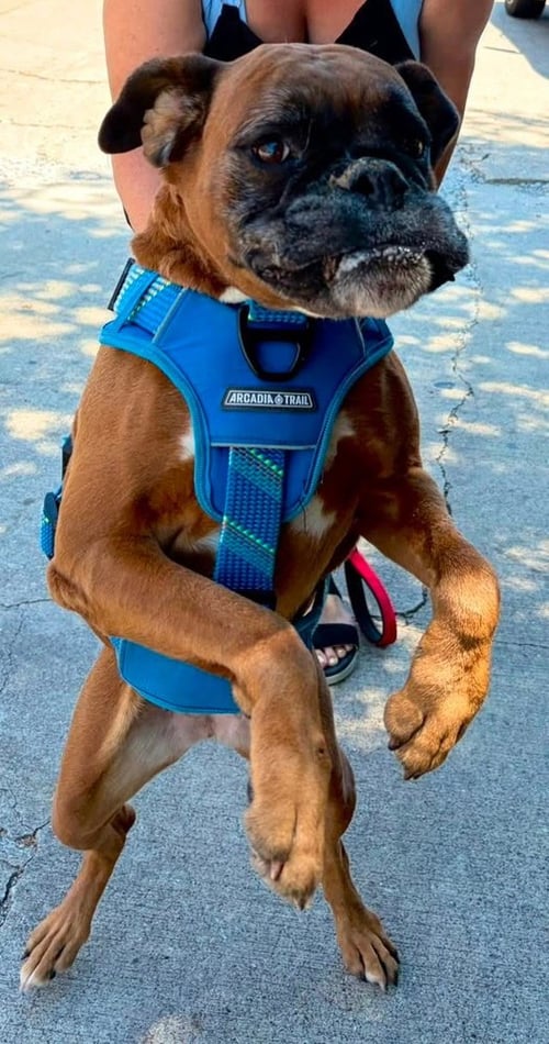 MIA III - Boxer available for adoption
