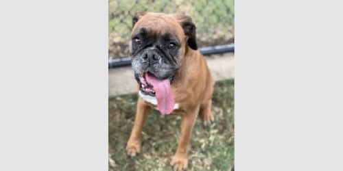 MIA III - Boxer for adoption in Austin