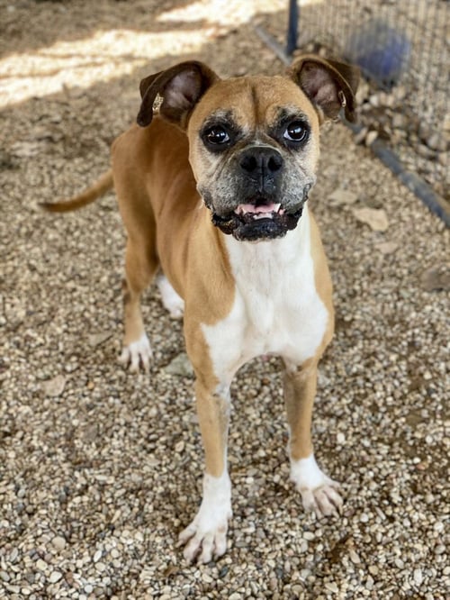DOLLY - Boxer available for adoption