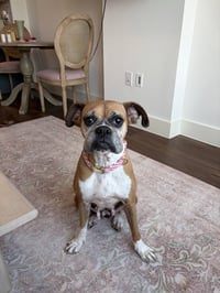 Dolly - Photo 4