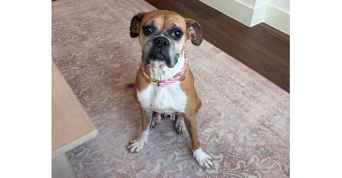 DOLLY - Boxer available for adoption