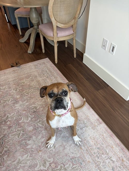 DOLLY - Boxer available for adoption