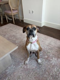 Dolly - Photo 3