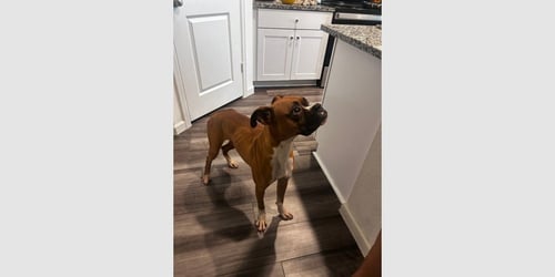 CANELO V - Boxer available for adoption