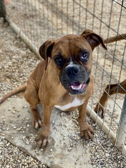 EVIAN - Boxer available for adoption