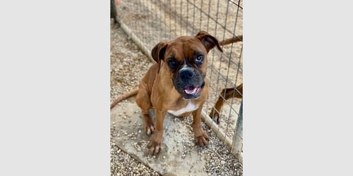 EVIAN - Boxer available for adoption