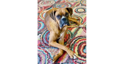 EVIAN - Boxer available for adoption