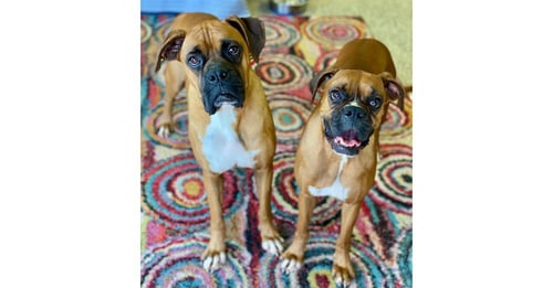 EVIAN - Boxer available for adoption
