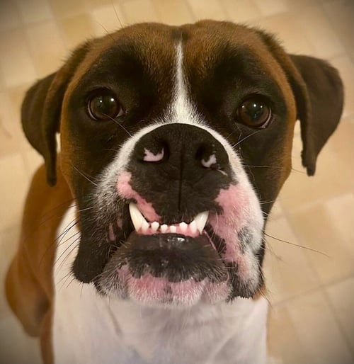 ROCKY XV - Boxer available for adoption