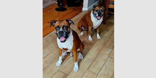 ALLI - Boxer available for adoption