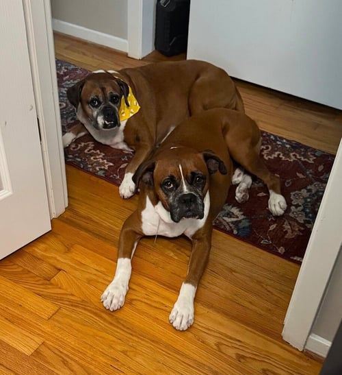 ALLI - Boxer available for adoption