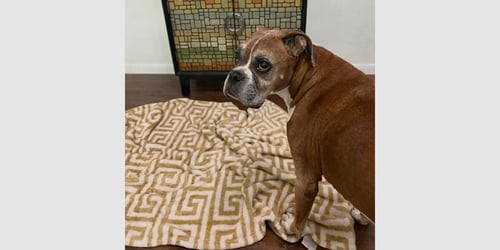 THEO - SILVER HEART - Boxer available for adoption