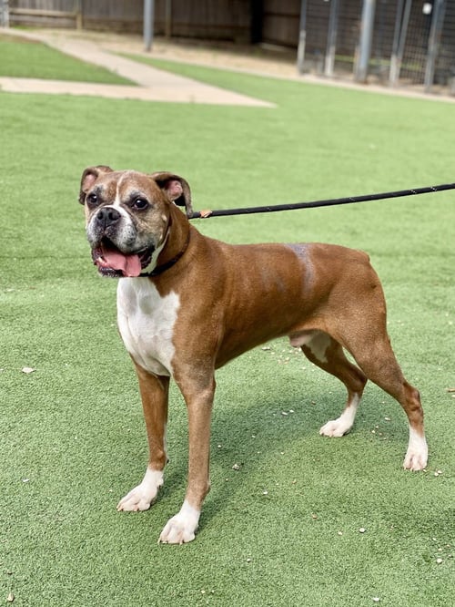 THEO - SILVER HEART - Boxer available for adoption