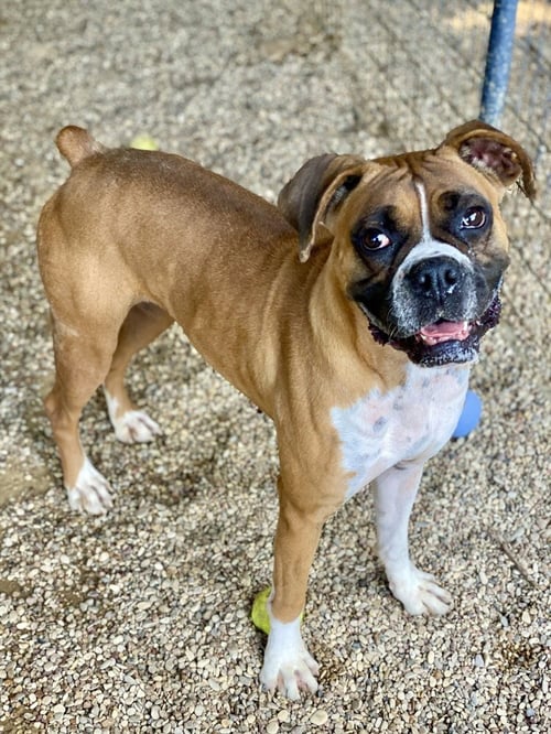 BRILLO - Boxer available for adoption