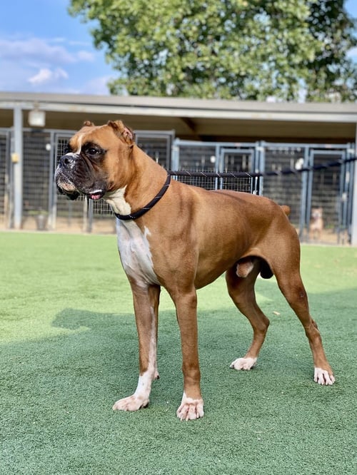 CURRY - Boxer available for adoption