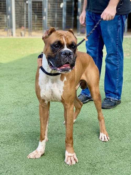 CURRY - Boxer available for adoption