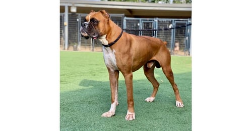 CURRY - Boxer available for adoption