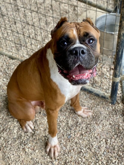 CURRY - Boxer available for adoption