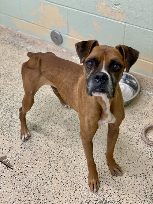 DAVIE - Boxer available for adoption