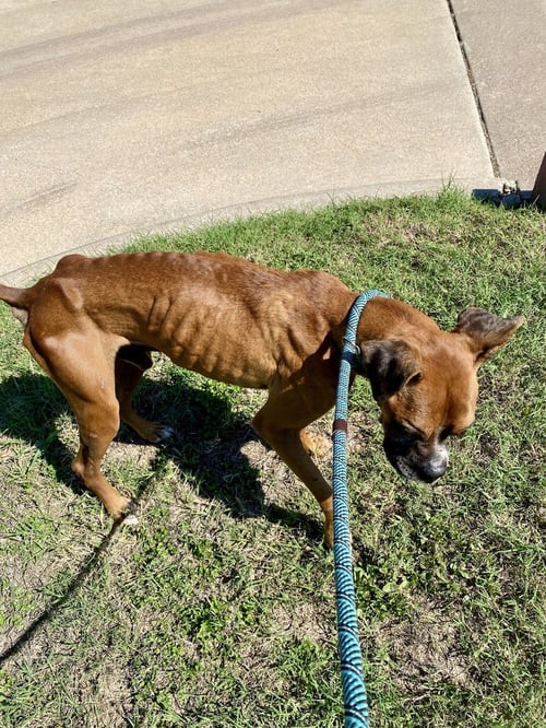 DAVIE - Boxer available for adoption