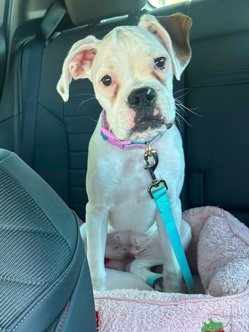 OAKLEE - Boxer available for adoption