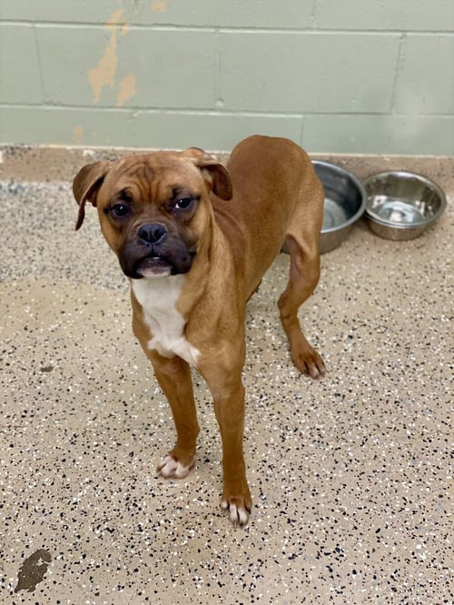 OCEAN SPRAY - Boxer available for adoption