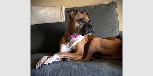 KIRBY - Boxer available for adoption