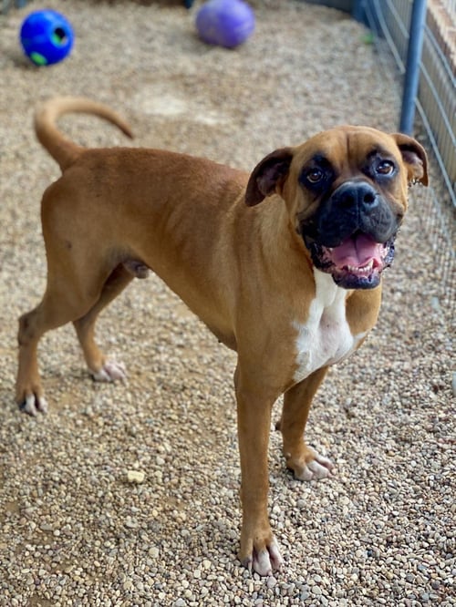 PERRIER - Boxer available for adoption