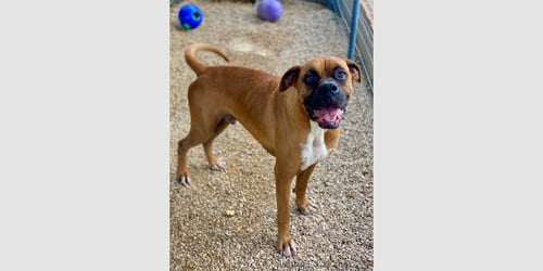 PERRIER - Boxer available for adoption