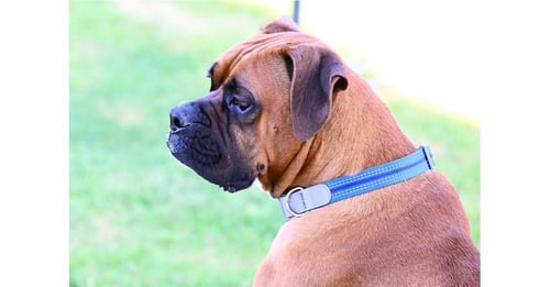 PERRIER - Boxer available for adoption