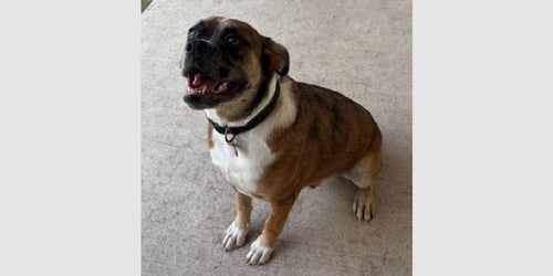BIG BEND - ABR RETURN - Boxer available for adoption