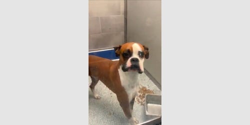 JAMES BOYER - Boxer available for adoption