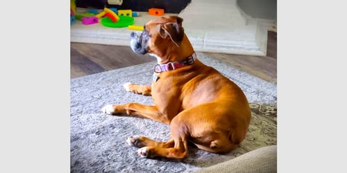 LUNA XII - Boxer available for adoption