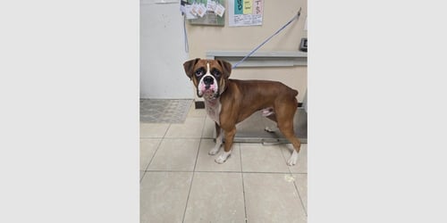 BONSAI - Boxer available for adoption
