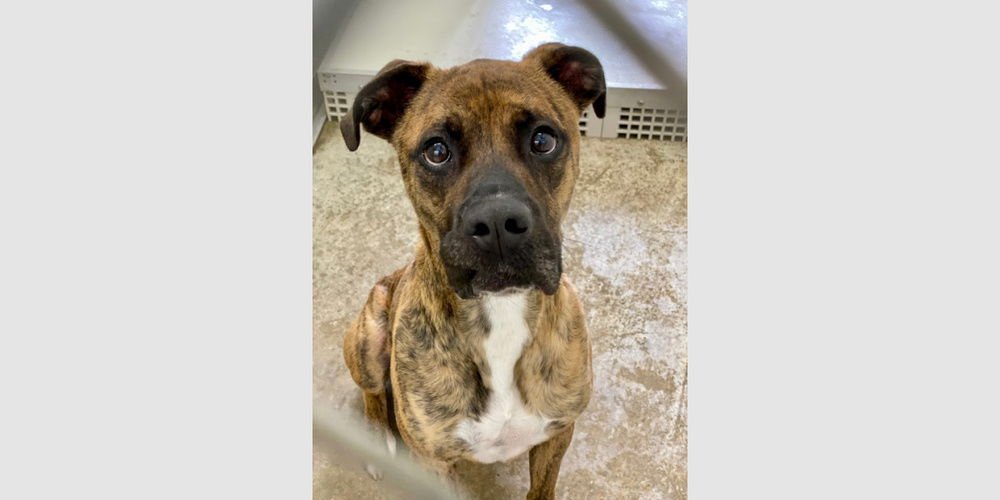 MARLIN - Boxer available for adoption