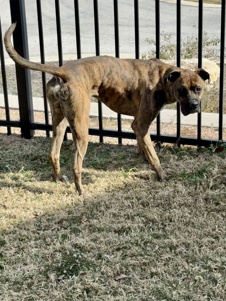 MARLIN - Boxer available for adoption