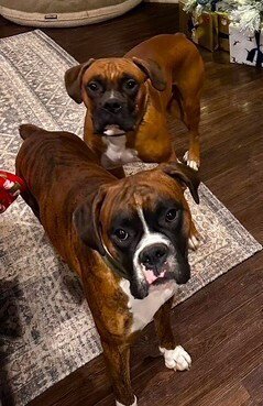 DUKE XII - Boxer available for adoption