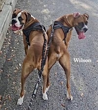Wilson II - Photo 2