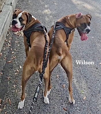 WILSON II - Boxer available for adoption